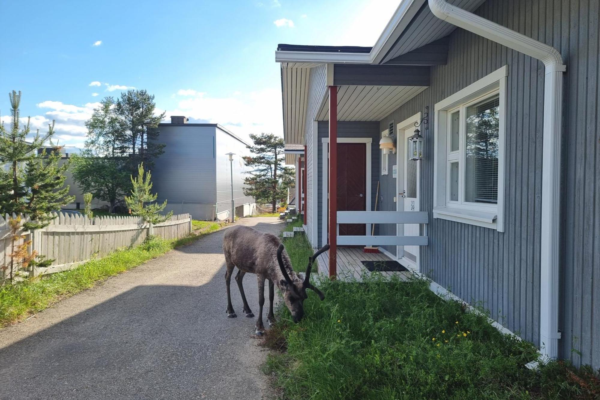 Kuukkeli